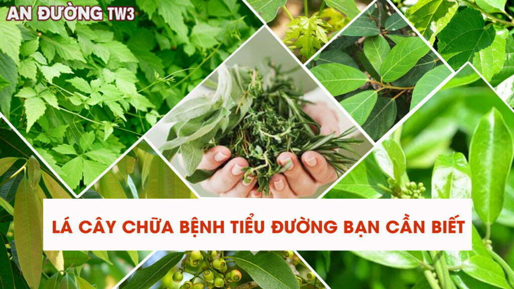 Lá cây chữa bệnh tiểu đường